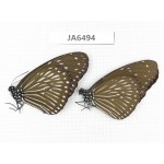 Euploea mulciber. China, Guangxi, Baise area, Pingguo county. 2F. JA6494.