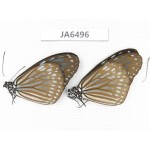 Ideopsis sp. China, Guangxi, Baise area, Pingguo county. 2M. JA6496.