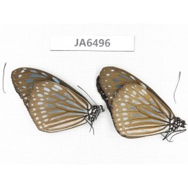Ideopsis sp. China, Guangxi, Baise area, Pingguo county. 2M. JA6496.