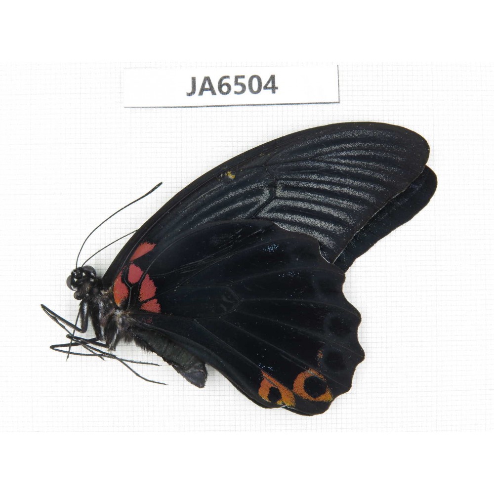 Papilio memnon ssp. China, Guangxi, Baise area, Pingguo county. 1M. JA6504.