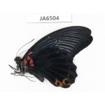 Papilio memnon ssp. China, Guangxi, Baise area, Pingguo county. 1M. JA6504.