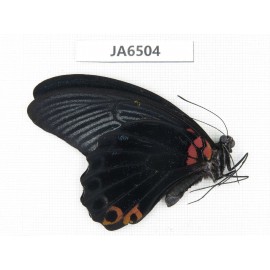 Papilio memnon ssp. China, Guangxi, Baise area, Pingguo county. 1M. JA6504.