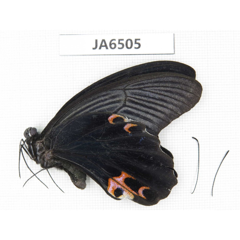 Papilio protenor ssp. China, Guangxi, Baise area, Pingguo county. 1M. JA6505.