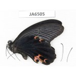 Papilio protenor ssp. China, Guangxi, Baise area, Pingguo county. 1M. JA6505.