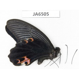 Papilio protenor ssp. China, Guangxi, Baise area, Pingguo county. 1M. JA6505.