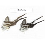 Lamproptera curius ssp. China, Guangxi, Baise, Pingguo county.2M. JA6506.