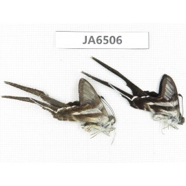 Lamproptera curius ssp. China, Guangxi, Baise, Pingguo county.2M. JA6506.