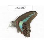 Graphium sarpedon ssp. China, Guangxi, Baise area, Pingguo county. 1M. JA6507.