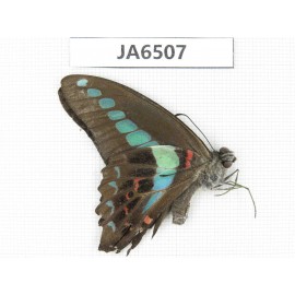 Graphium sarpedon ssp. China, Guangxi, Baise area, Pingguo county. 1M. JA6507.