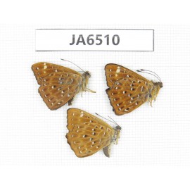 Zemeros flegyas. China, Guangxi, Baise area, Pingguo county. 3M. JA6510.