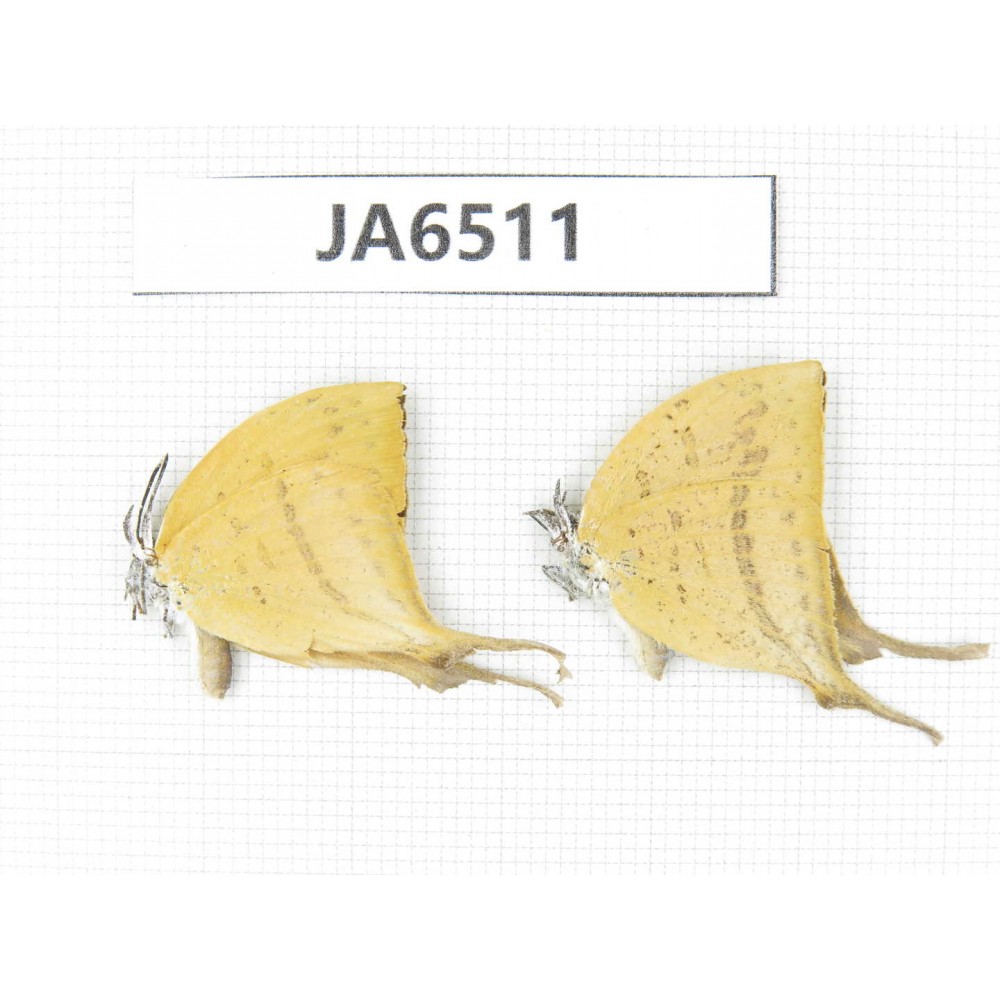 Lycanidae sp. China, Guangxi, Baise, Pingguo county. 2M. JA6511.