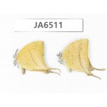 Lycanidae sp. China, Guangxi, Baise, Pingguo county. 2M. JA6511.