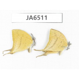 Lycanidae sp. China, Guangxi, Baise, Pingguo county. 2M. JA6511.