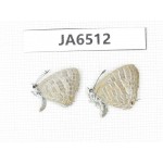 Jamides celeno. China, Guangxi, Baise, Pingguo county. 2M. JA6512.