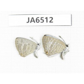 Jamides celeno. China, Guangxi, Baise, Pingguo county. 2M. JA6512.