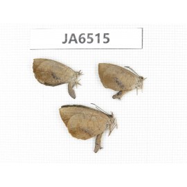 Miletus mallus. China, Guangxi, Baise, Pingguo county. 3M. JA6515.