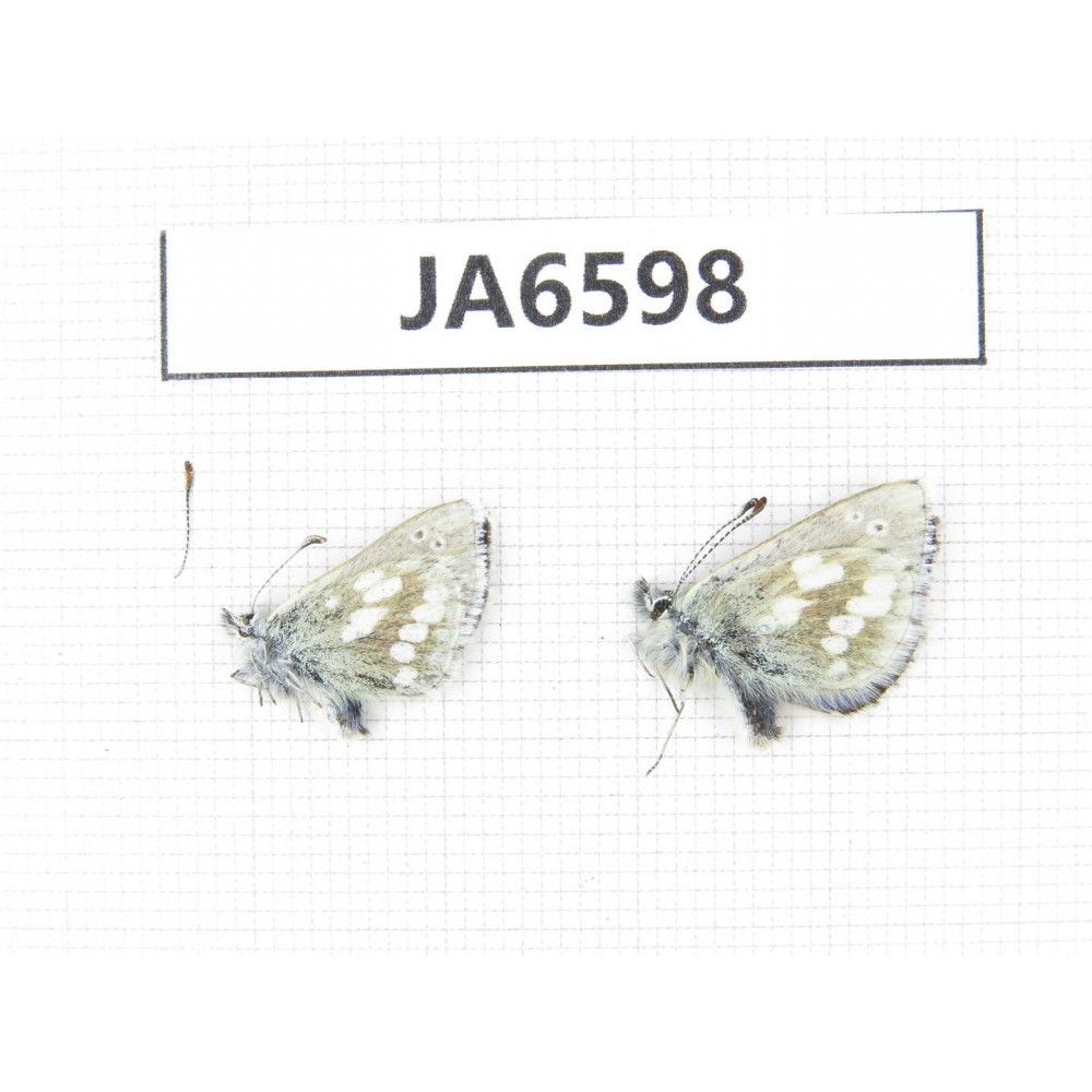 Albulina orbitula. China, Qinghai, Haixi area, E of Delingha. 2M. JA6598.