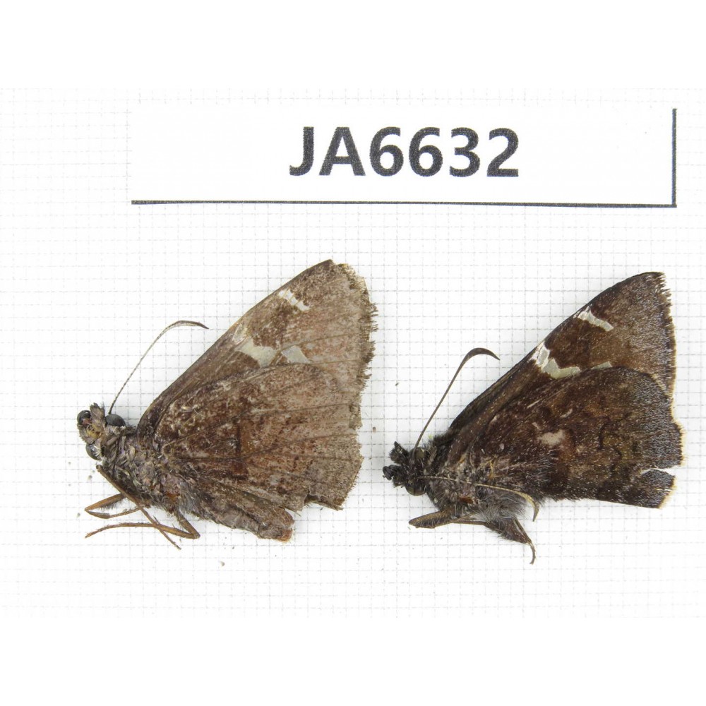 Lobocla simplex. China,  Sichuan, Batang county. 2M. JA6632.