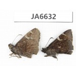 Lobocla simplex. China,  Sichuan, Batang county. 2M. JA6632.