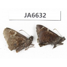 Lobocla simplex. China,  Sichuan, Batang county. 2M. JA6632.
