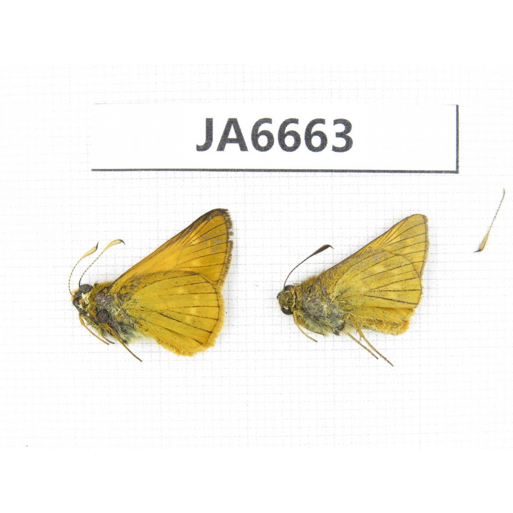 Thymelicus sylvaticus. China,  Heilongjiang, Jiamusi. 2M. JA6663.