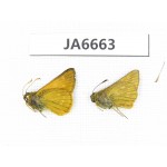 Thymelicus sylvaticus. China,  Heilongjiang, Jiamusi. 2M. JA6663.