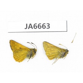 Thymelicus sylvaticus. China,  Heilongjiang, Jiamusi. 2M. JA6663.