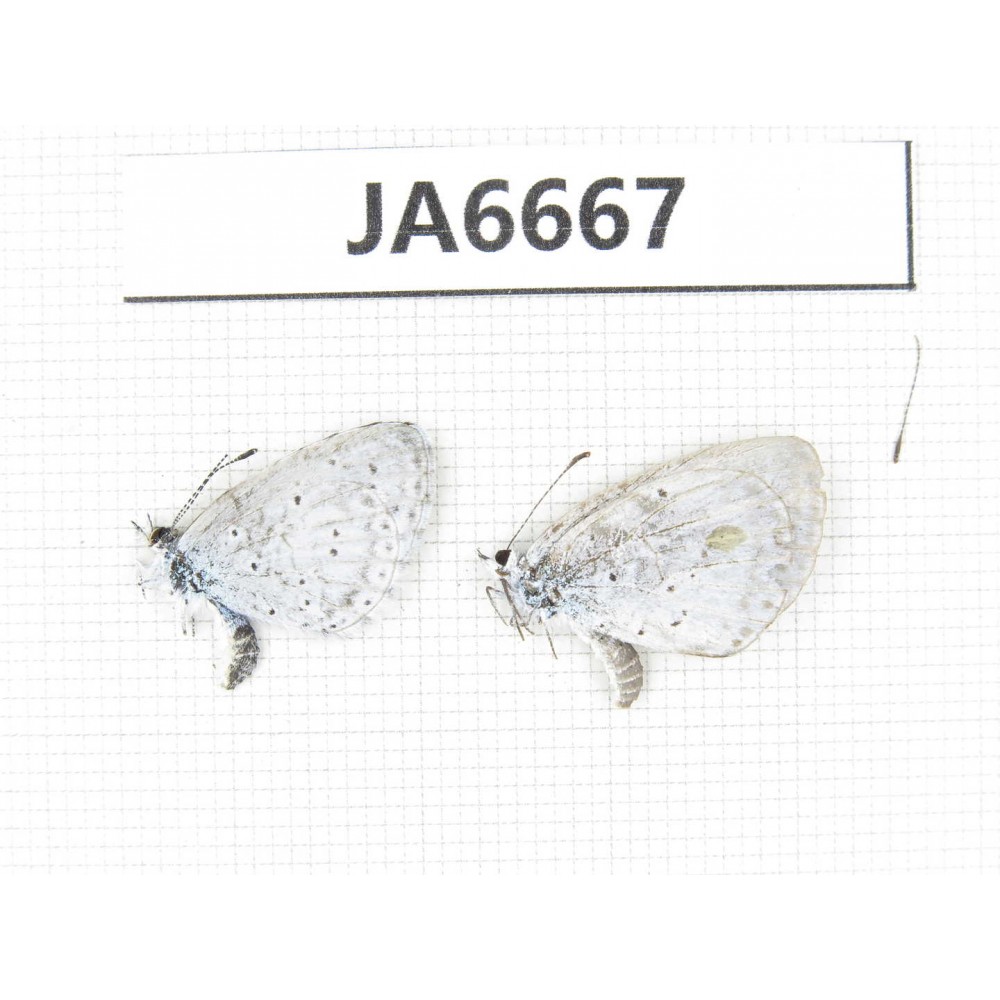 Celastrina sp. China, Heilongjiang, Jiamusi. 2M. JA6667.
