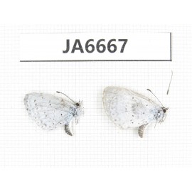 Celastrina sp. China, Heilongjiang, Jiamusi. 2M. JA6667.