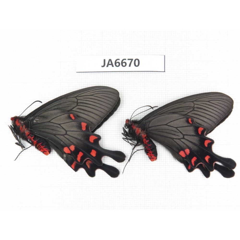 Byasa demonius yunnana. China,  Yunnan, Xiangerila, Sanba town. 2M. JA6670.