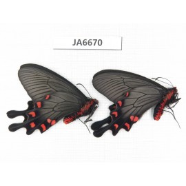 Byasa demonius yunnana. China,  Yunnan, Xiangerila, Sanba town. 2M. JA6670.