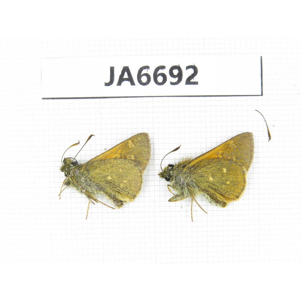 Thoressa sp. China, Yunnan, Xiangerila, Mt.Xiaoxueshan. 2M. JA6692.