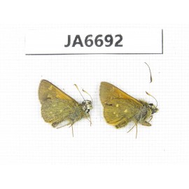 Thoressa sp. China, Yunnan, Xiangerila, Mt.Xiaoxueshan. 2M. JA6692.
