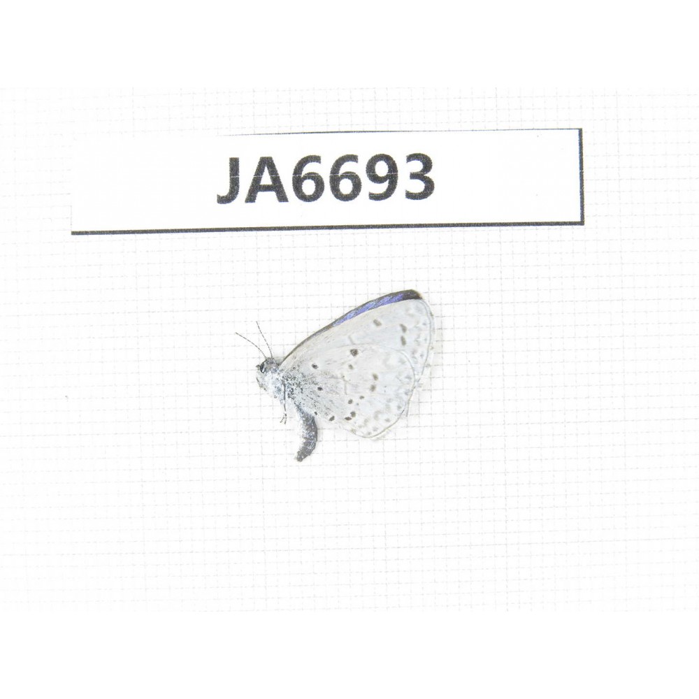 Celastrina sp. China, Yunnan, Xiangerila, Mt.Xiaoxueshan. 1M. JA6693.