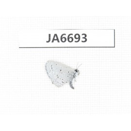 Celastrina sp. China, Yunnan, Xiangerila, Mt.Xiaoxueshan. 1M. JA6693.