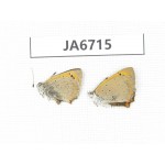 Lycaena phlaeas. China, Linzhi, Milin county. 2M. JA6715.