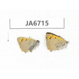 Lycaena phlaeas. China, Linzhi, Milin county. 2M. JA6715.