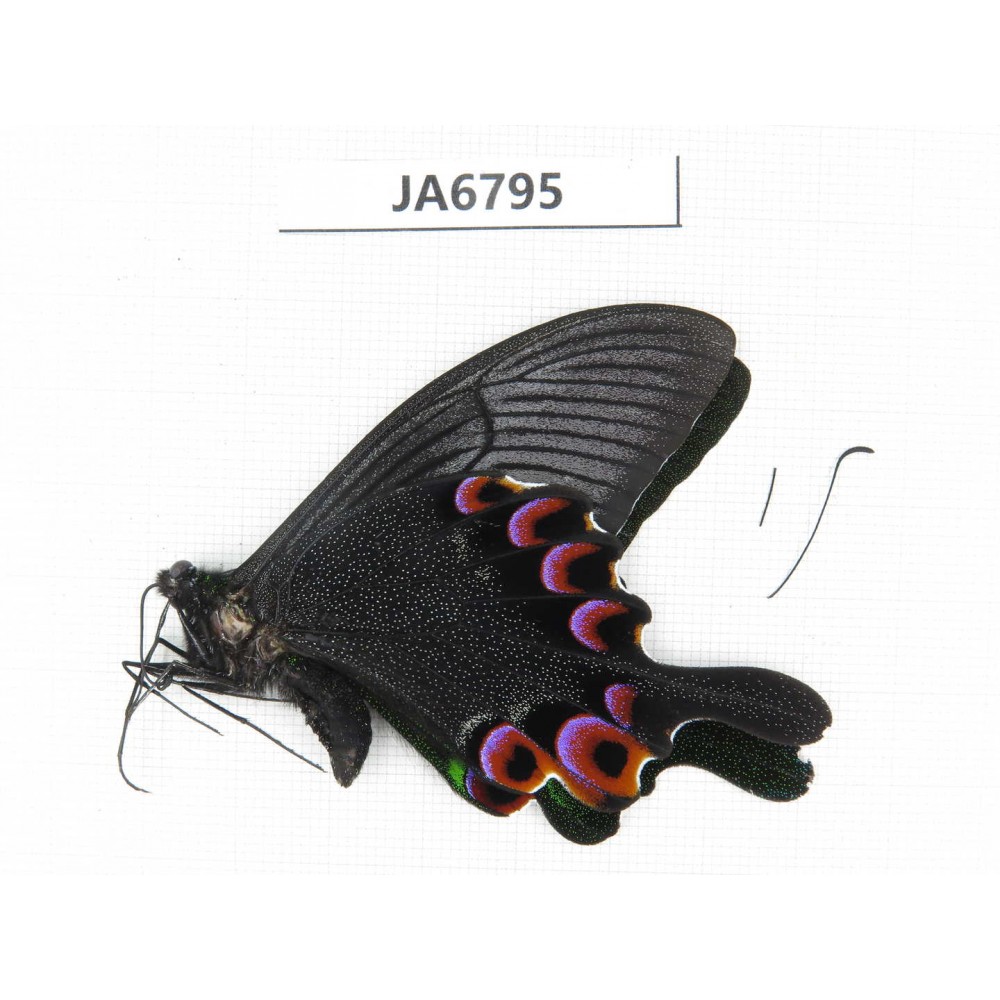 Papilio arcturus ssp. China, W of Yunnan, Dali area, Yangbi couty, S of Mt.Cangshan. 1M. JA6795.