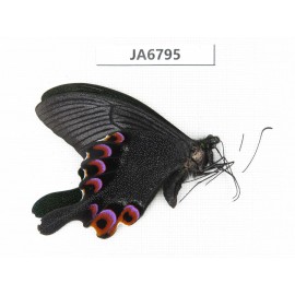 Papilio arcturus ssp. China, W of Yunnan, Dali area, Yangbi couty, S of Mt.Cangshan. 1M. JA6795.