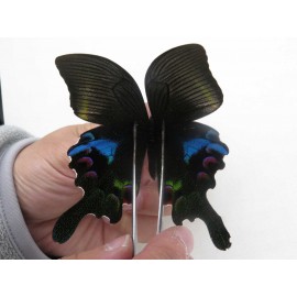 Papilio arcturus ssp. China, W of Yunnan, Dali area, Yangbi couty, S of Mt.Cangshan. 1M. JA6795.