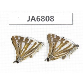 Dodona eugenes. China, Yunnan, Dali area, Fengyi town. 2M. JA6808.