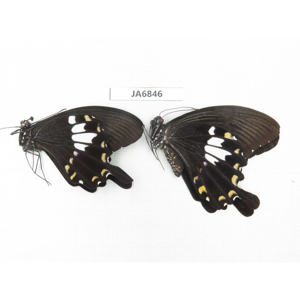 Papilio nephelus ssp. China, Guangxi, Guilin. 2M. JA6846.