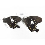 Papilio nephelus ssp. China, Guangxi, Guilin. 2M. JA6846.