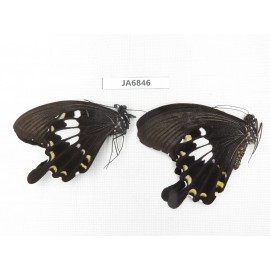 Papilio nephelus ssp. China, Guangxi, Guilin. 2M. JA6846.
