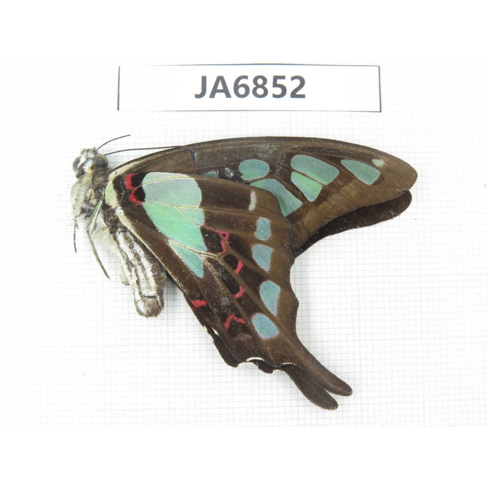 Graphium cloanthus ssp. China, Guangxi, Guilin.1M. JA6852.