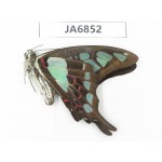 Graphium cloanthus ssp. China, Guangxi, Guilin.1M. JA6852.