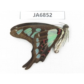 Graphium cloanthus ssp. China, Guangxi, Guilin.1M. JA6852.