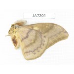 Saturniidae sp. China, Heilongjiang, Jiamusi.1M. JA7201.