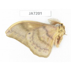 Saturniidae sp. China, Heilongjiang, Jiamusi.1M. JA7201.