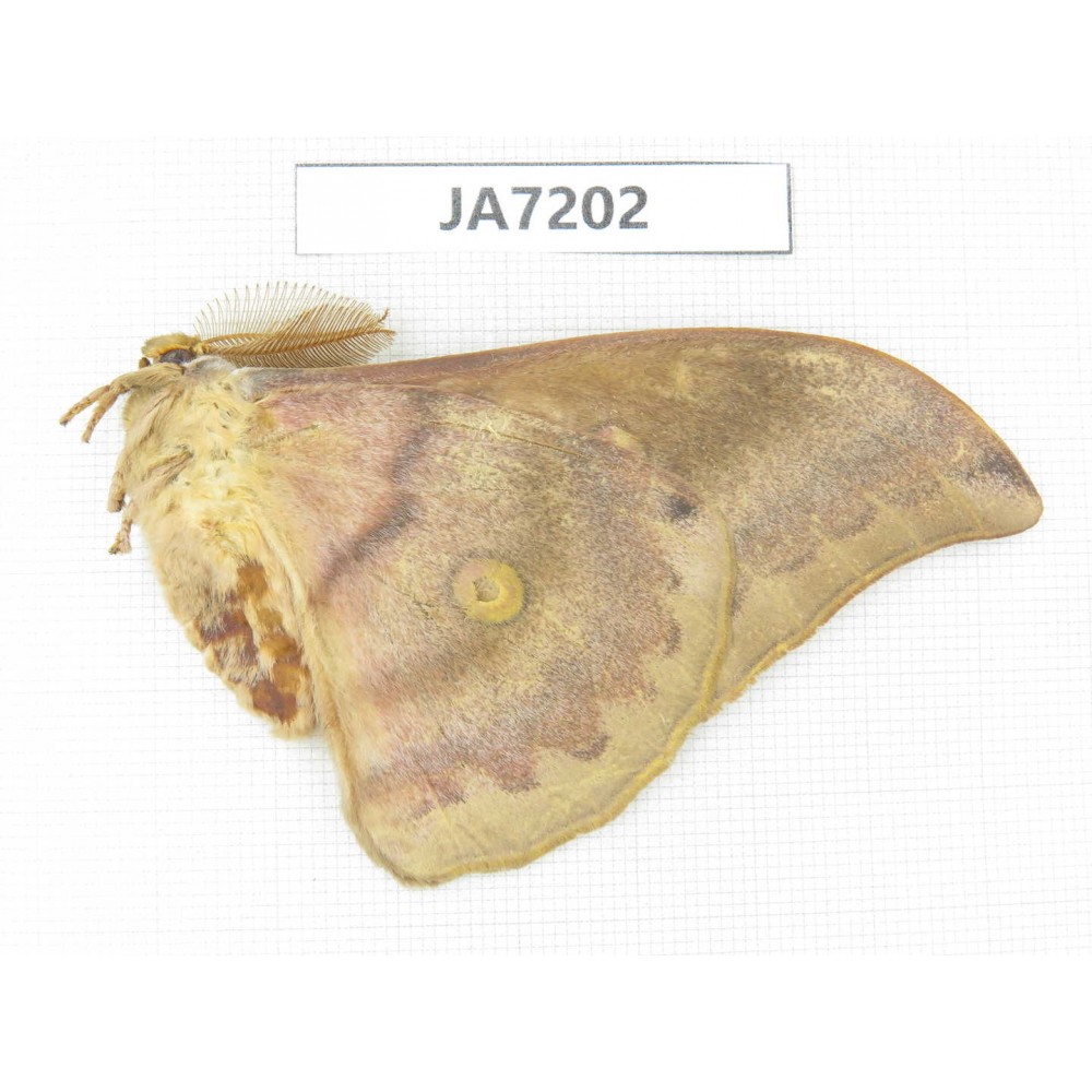 Saturniidae sp. China, Heilongjiang, Jiamusi.1M. JA7202.